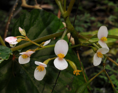 Begonia seychellensis. Closer.