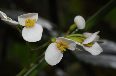 Begonia seychellensis. Female flowers.