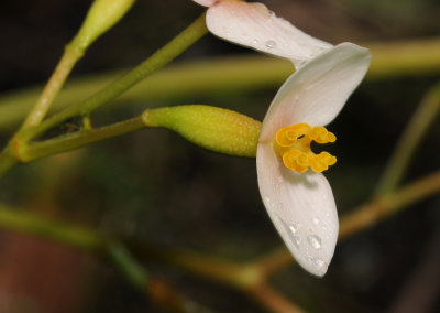 Begonia seychellensis. Female flower close-up.