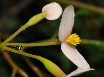 Begonia seychellensis. Male flower close-up.