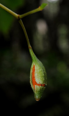 Begonia seychellensis. Ripe fruit.