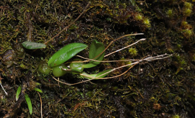 Bulbophyllum sp.