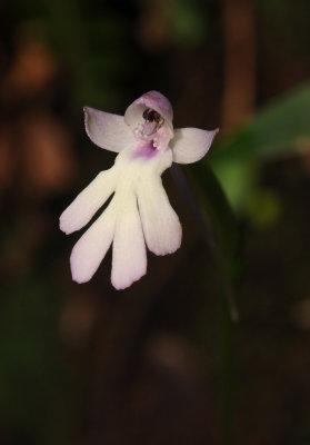 Cynorkis fastigiata. Close-up.