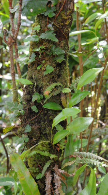 Epiphytic ferns.