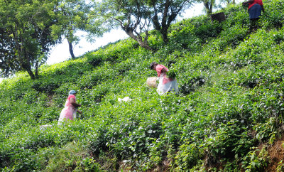 Tea plantation