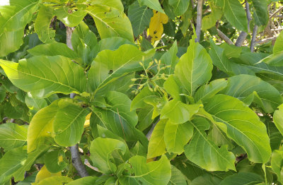 Pisonia grandis