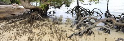 mangroves