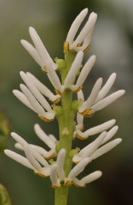 Chloranthus japonicus. Close-up.