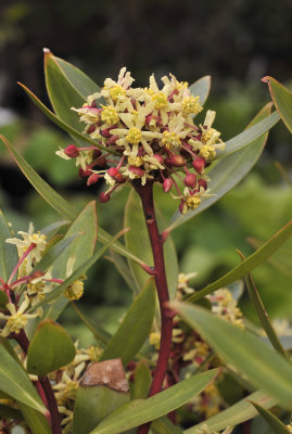 Tasmannia lanceolata