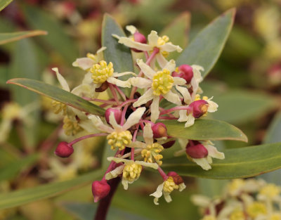 Tasmannia lanceolata. Closer.