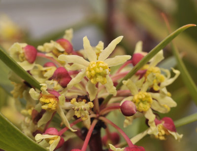 Tasmannia lanceolata. Close-up.