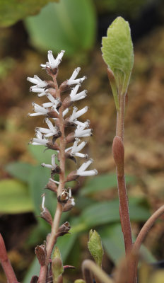 Pachysandra procumbens.jpg