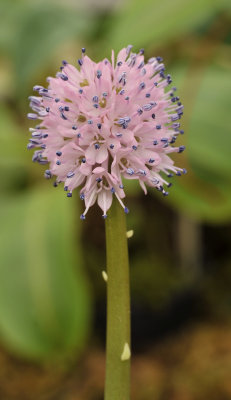 Helonias bullata