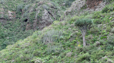 Dracaena draco. In habitat.