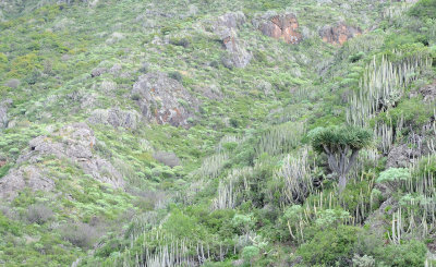 Dracaena draco. In habitat.