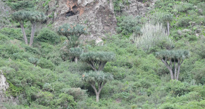 Dracaena draco. In habitat.