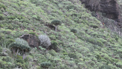 Dracaena draco. In habitat.