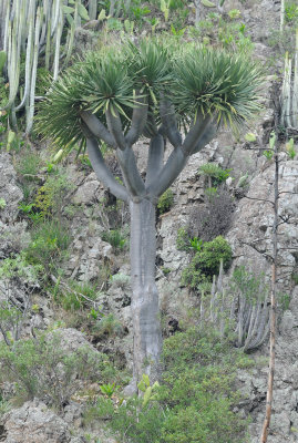 Dracaena draco