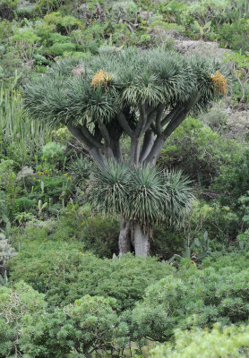 Dracaena draco