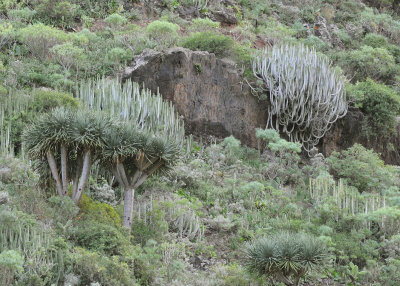 Dracaena draco 