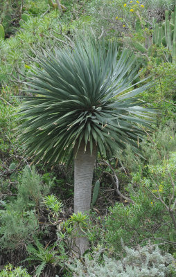 Dracaena draco.Young tree.