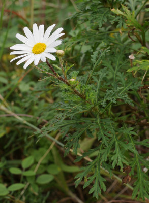 Argyranthemum lemsii
