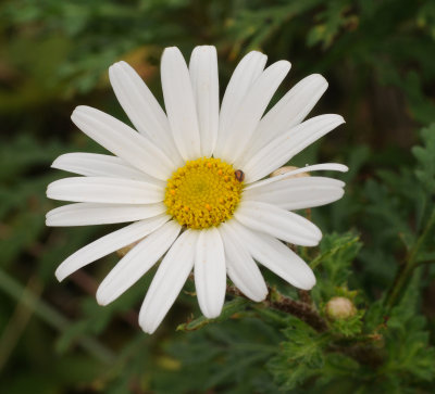 Argyranthemum lemsii. Close-up.