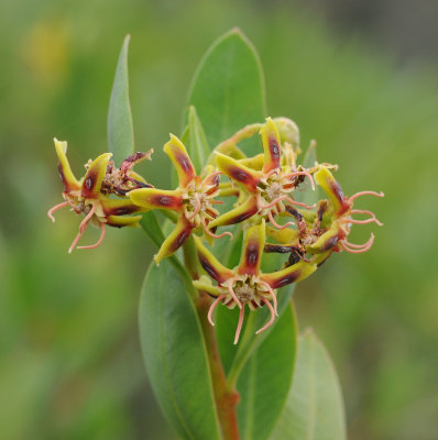 Periploca laevigata
