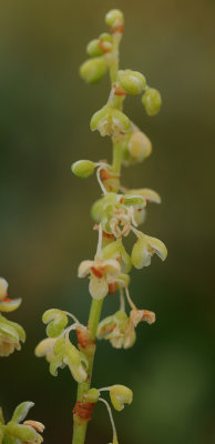 Rumex lunaria