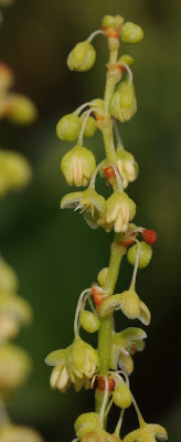 Rumex lunaria. Close-up.