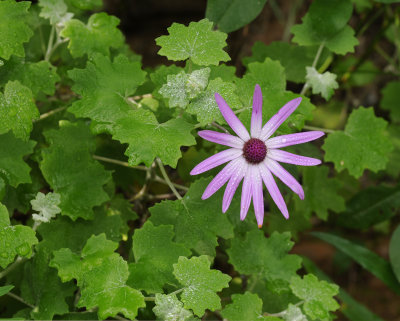 Pericallis lanata