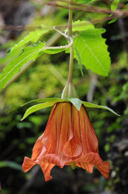 Canarina canariensis. Mutant. Closer.