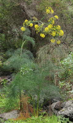 Ferula linkii