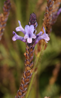 Lavandula canariensis. Close-up.jpg