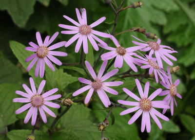 Pericallis echinata. Close-up. 