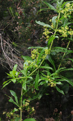 Rubia peregrina