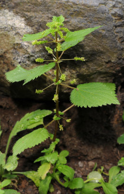 Urtica stachyoides