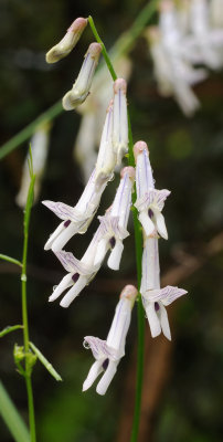 Vicea cirrhosa. Closer.