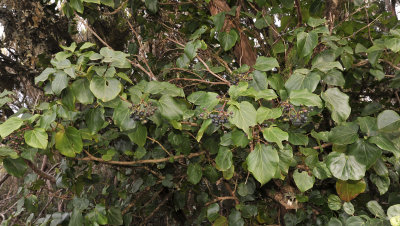 Hedera canariensis