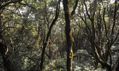 laurel forest
