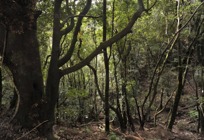 laurel forest
