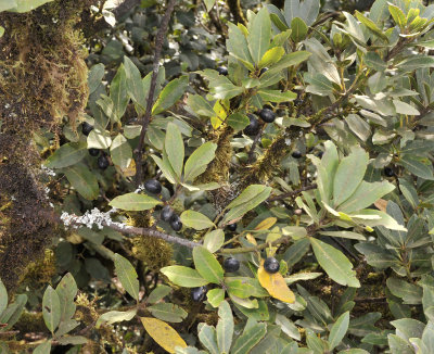 Laurus novocanariensis