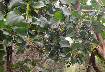 Hedera canariensis. Closer.