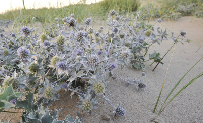 Eryngium maritimum