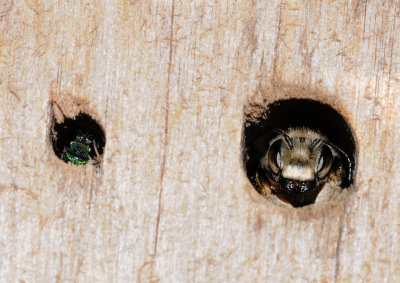 Solitary bees