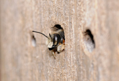 Carpenter bee.
