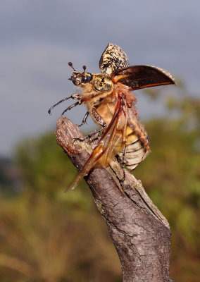 Polyphylla fullo. Female. Ready for take off.