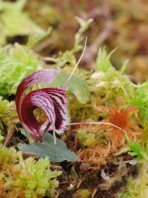 Corybas holttumii. Side.