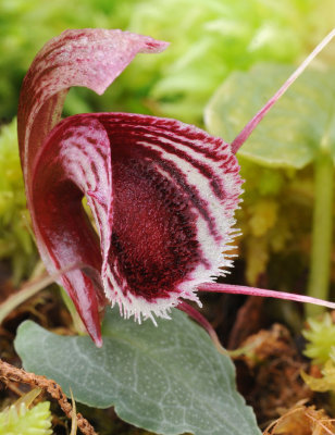 Corybas holttumii. Close-up lip.