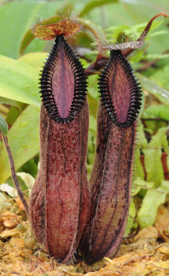 Nepenthes hamata